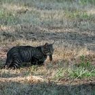 Gato con ratón