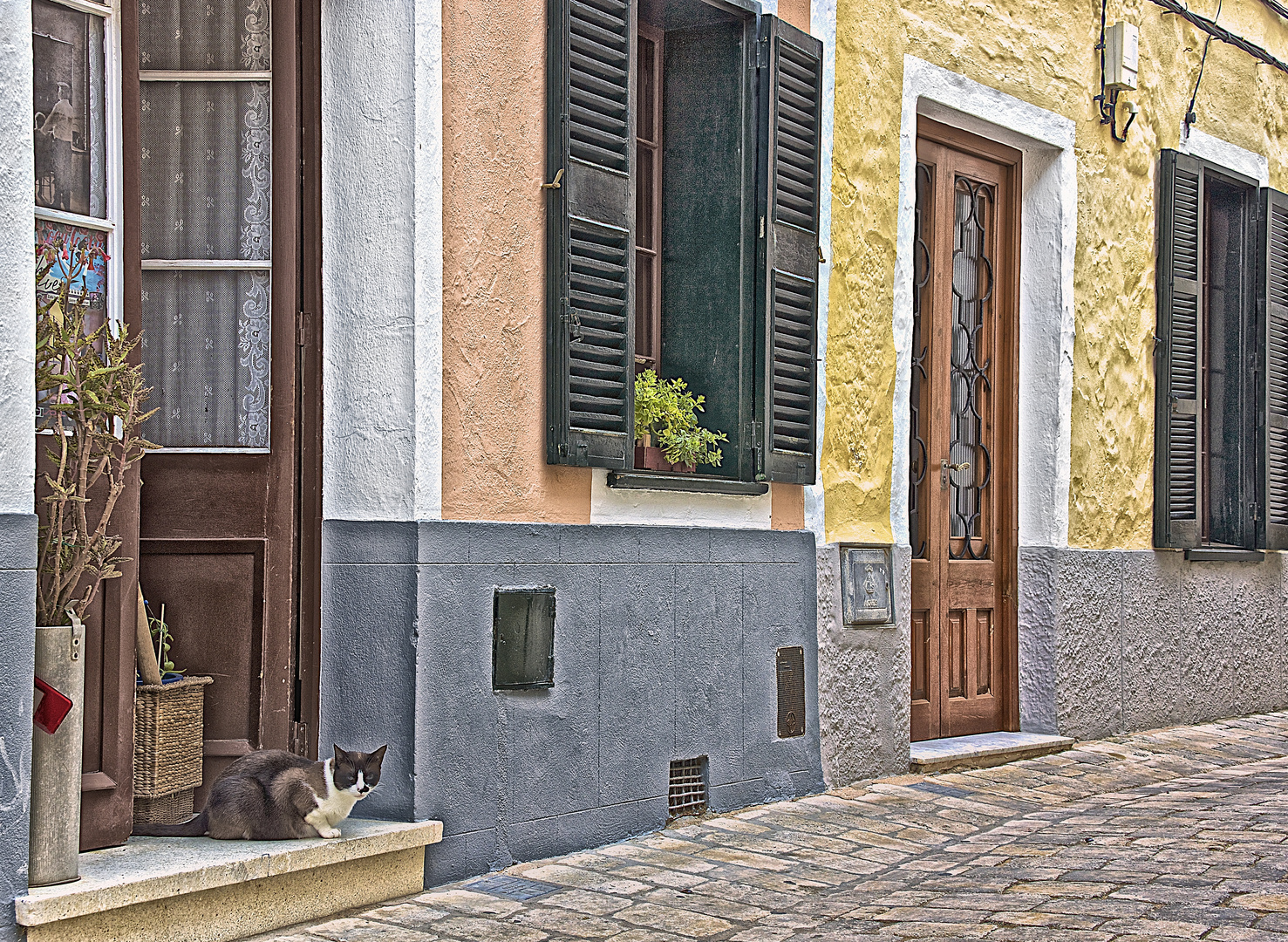 Gato Curioso