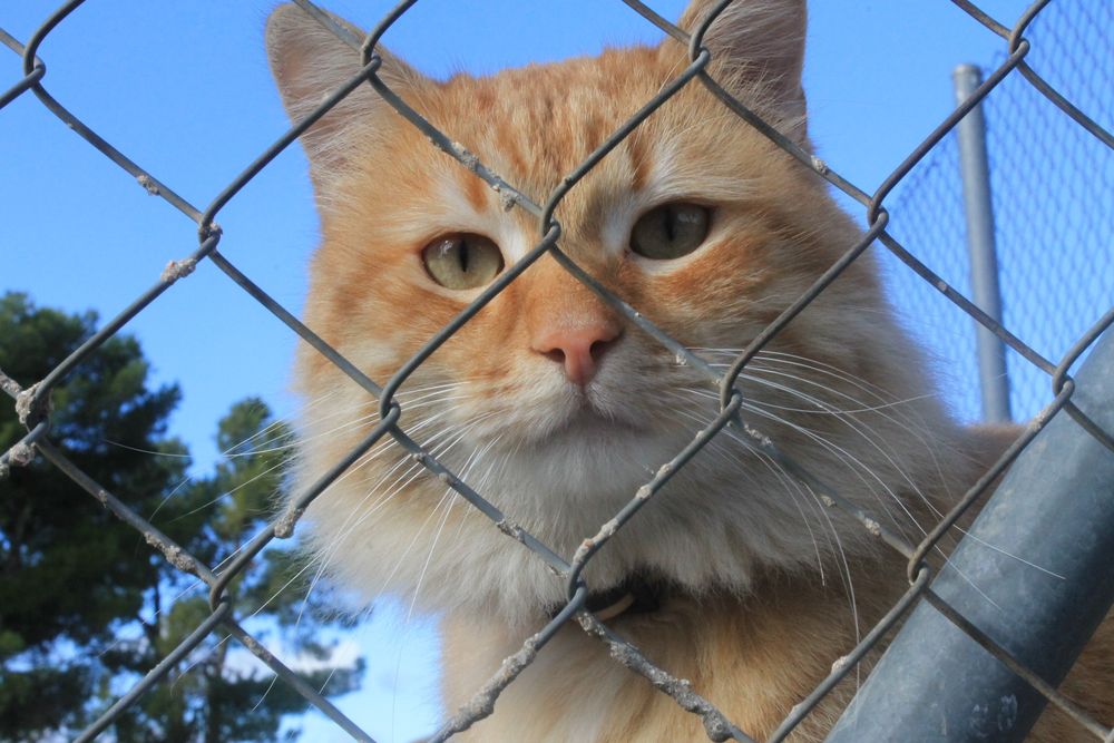 gato curioso de ruido 