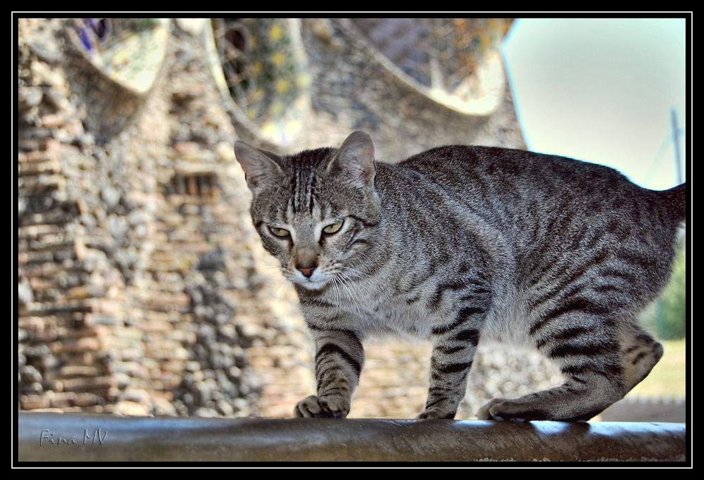 Gato curioso