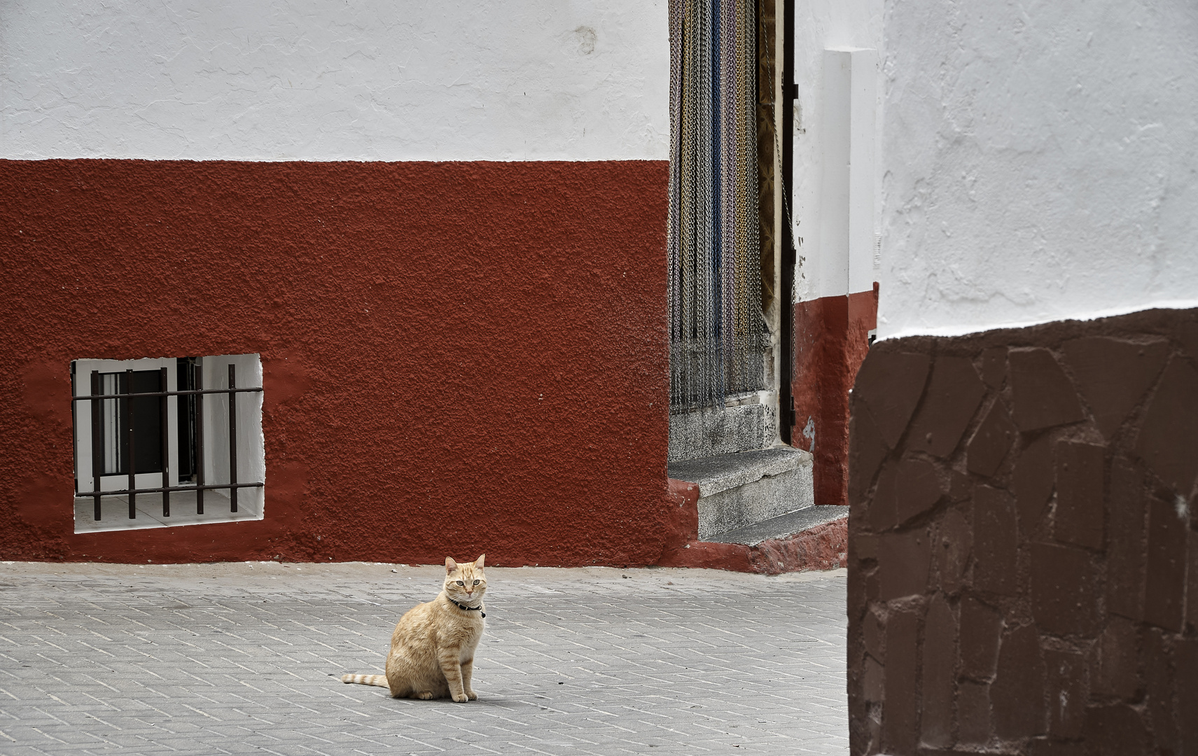 Gato del barrio 