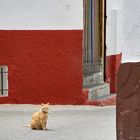 Gato del barrio 