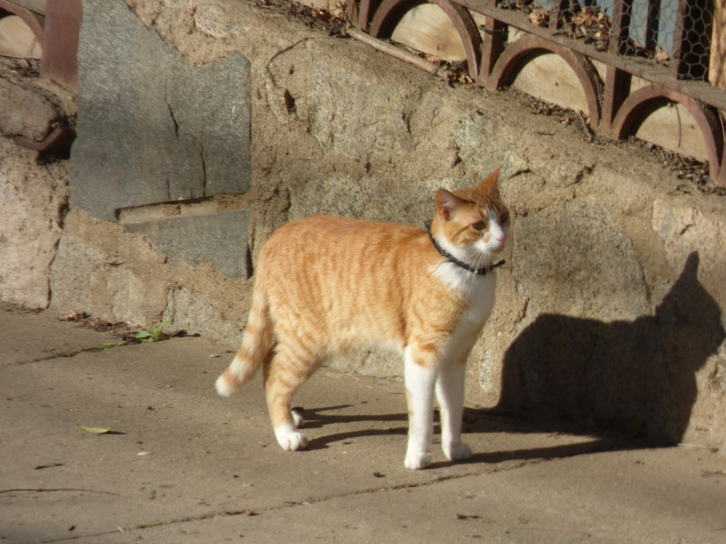 Gato del vecino 1