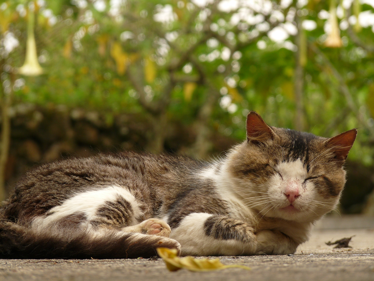 Gato Dormilón