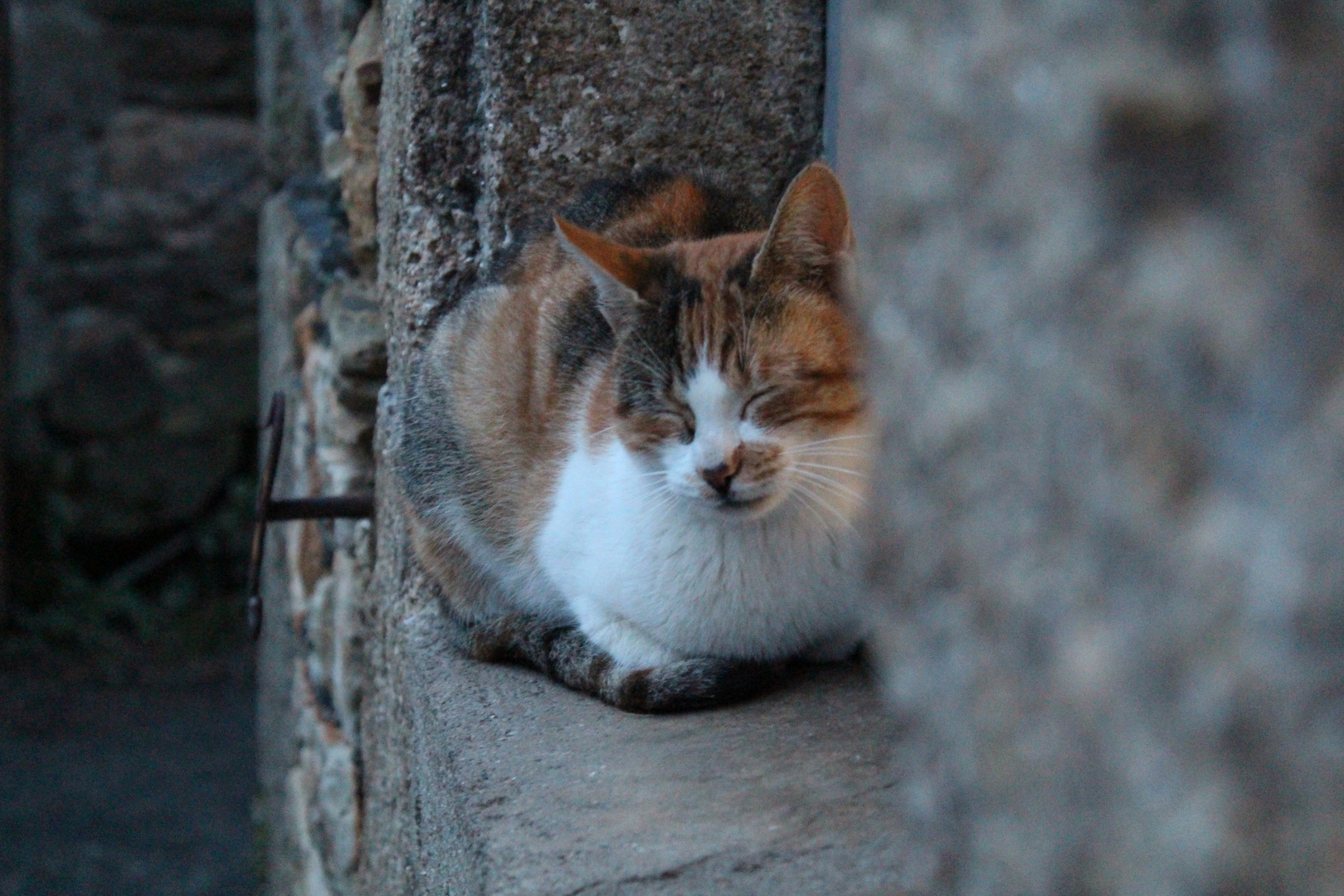 Gato durmiendo