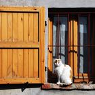 gato e finestra