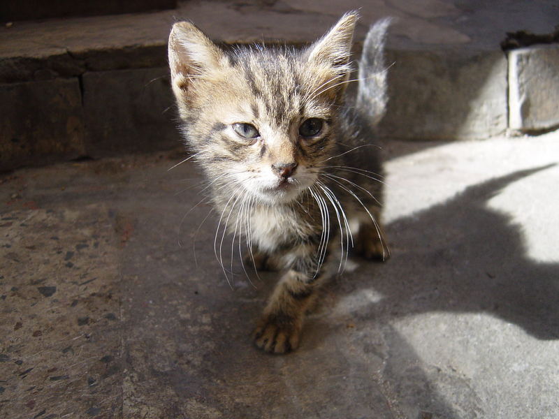 GATO EGIPCIO