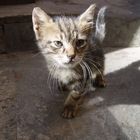 GATO EGIPCIO