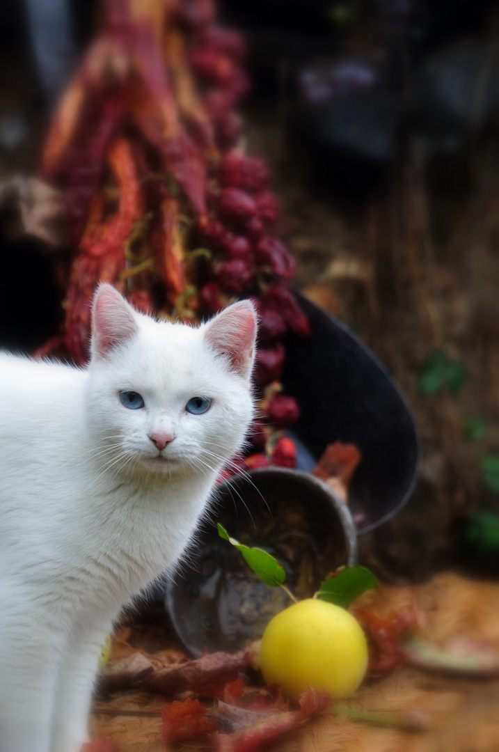 Gato en Bodegon