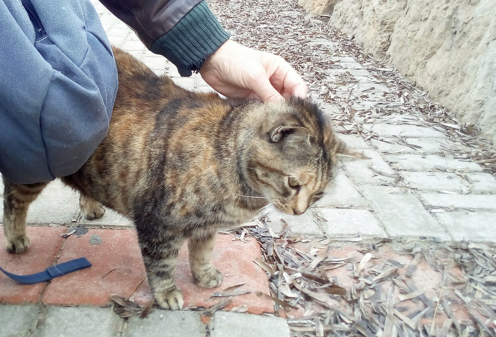 Gato en el puerto de España