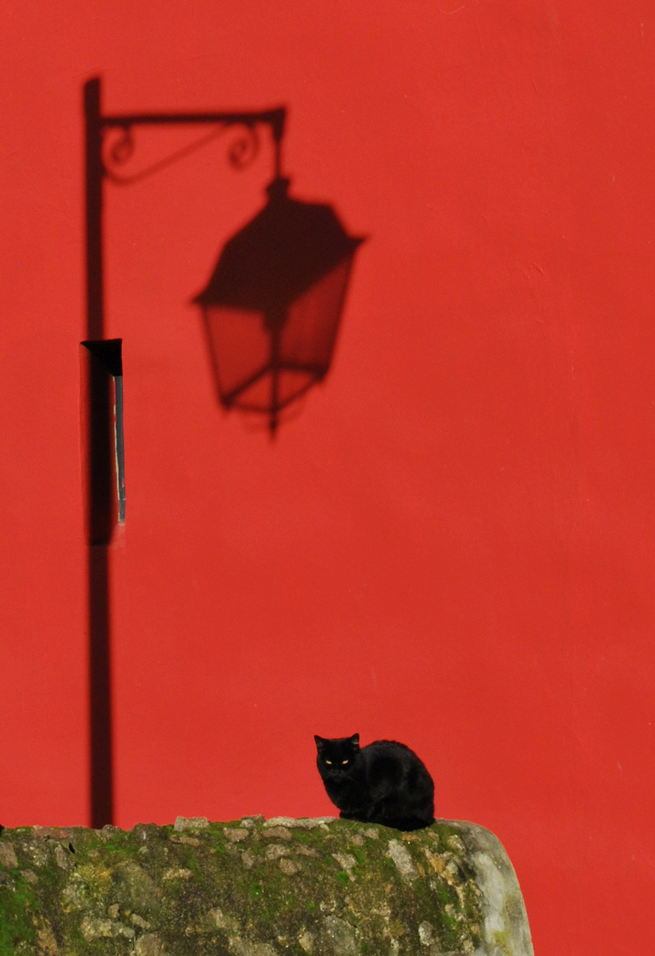 Gato en fondo rojo oder der Schatten des Lichts