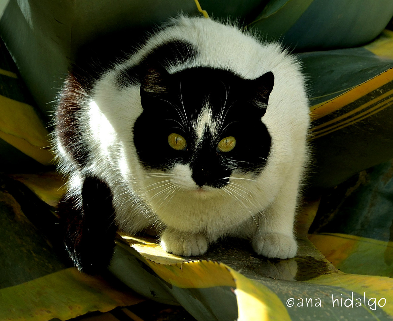 GATO EN LA PITERA