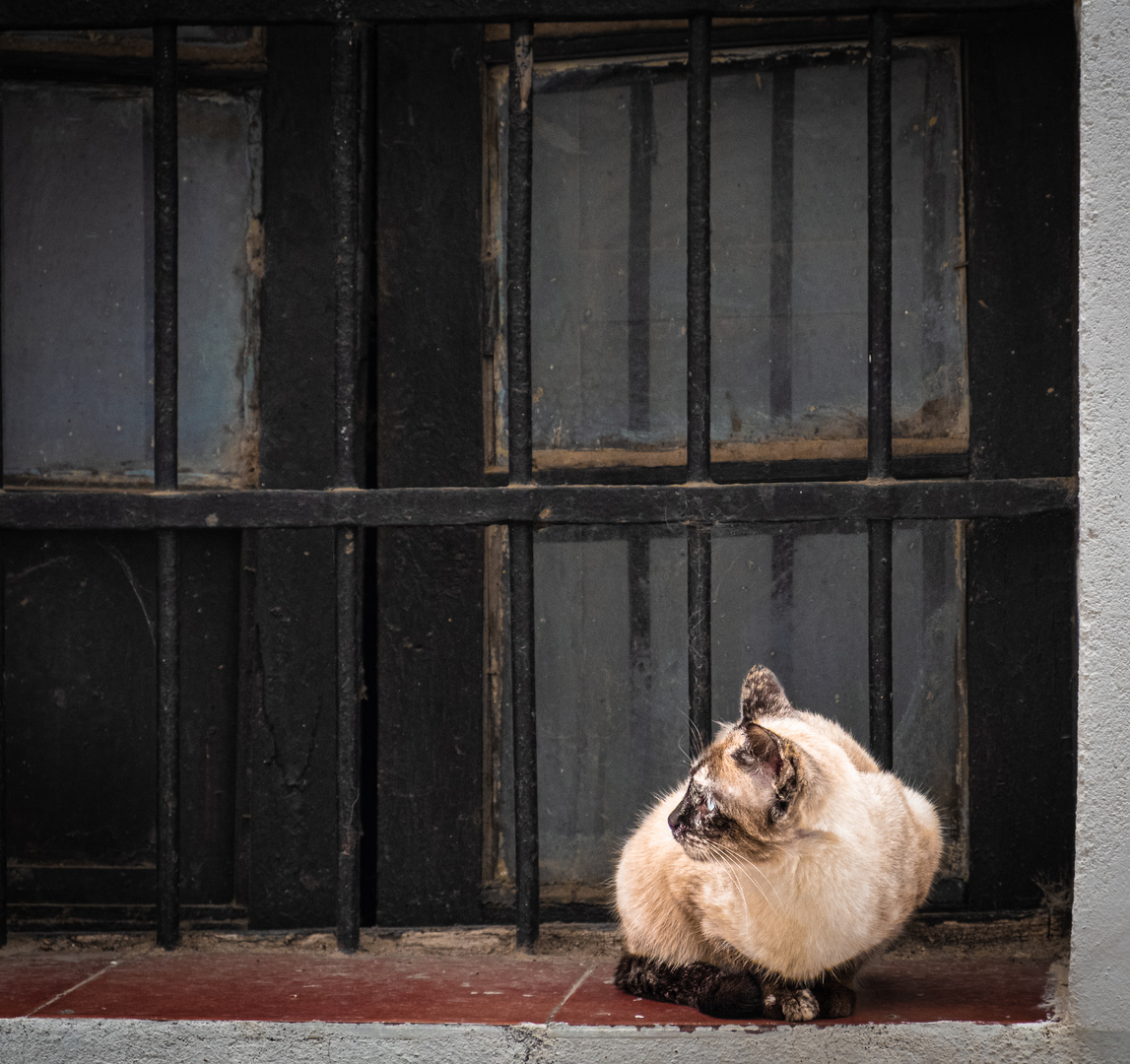 gato en la ventana