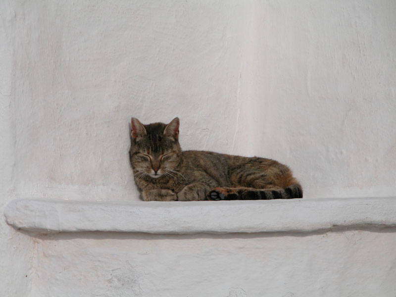 gato en Menorca