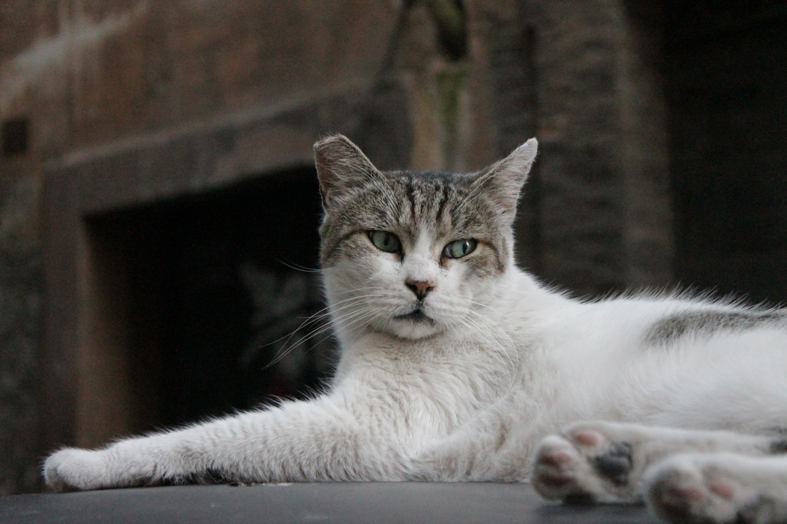 gato en roma