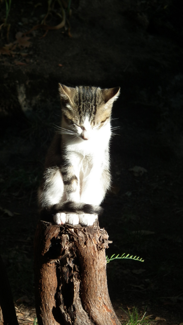 Gato en Tronco