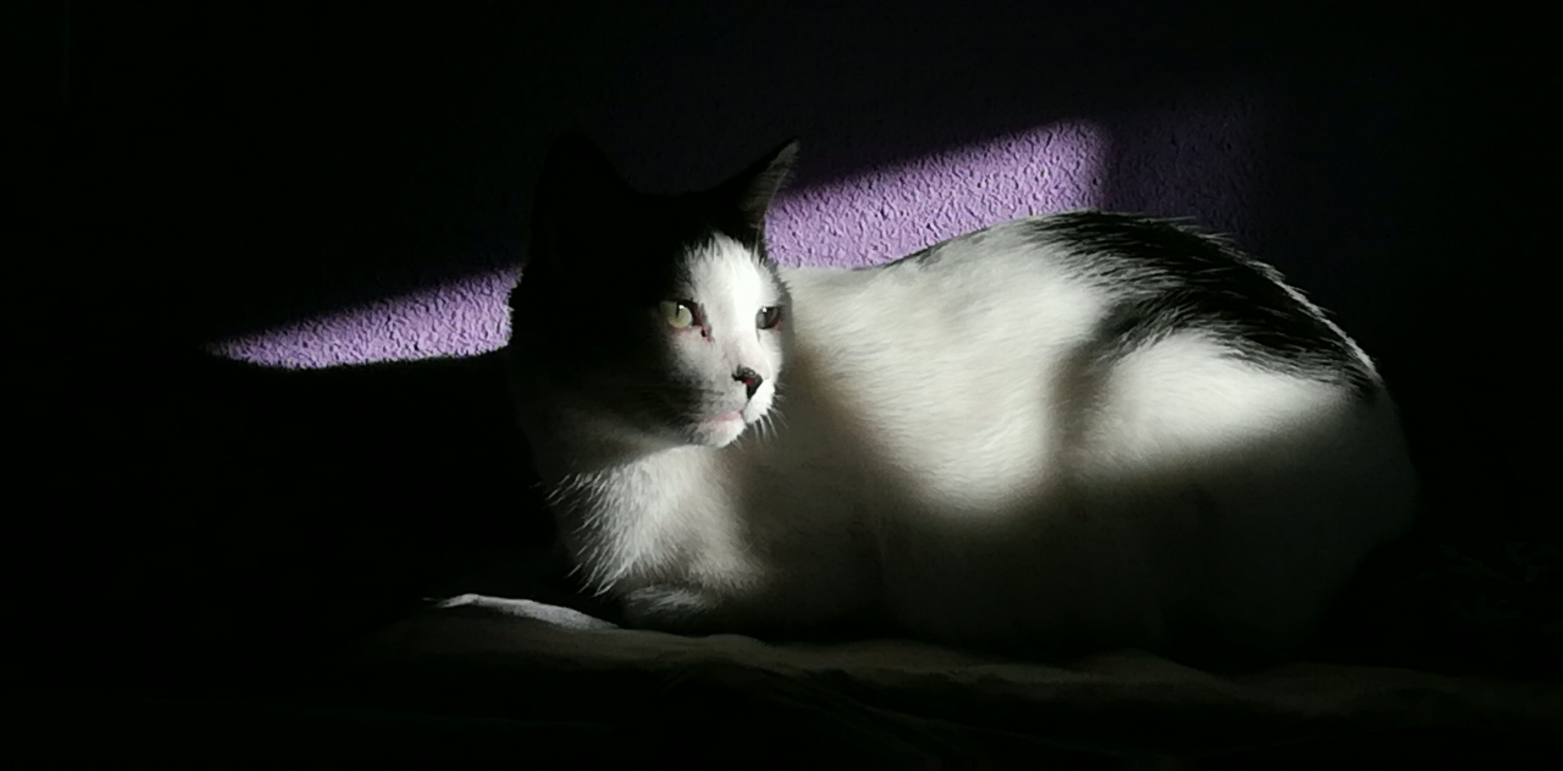 Gato entre Sombras