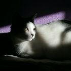 Gato entre Sombras