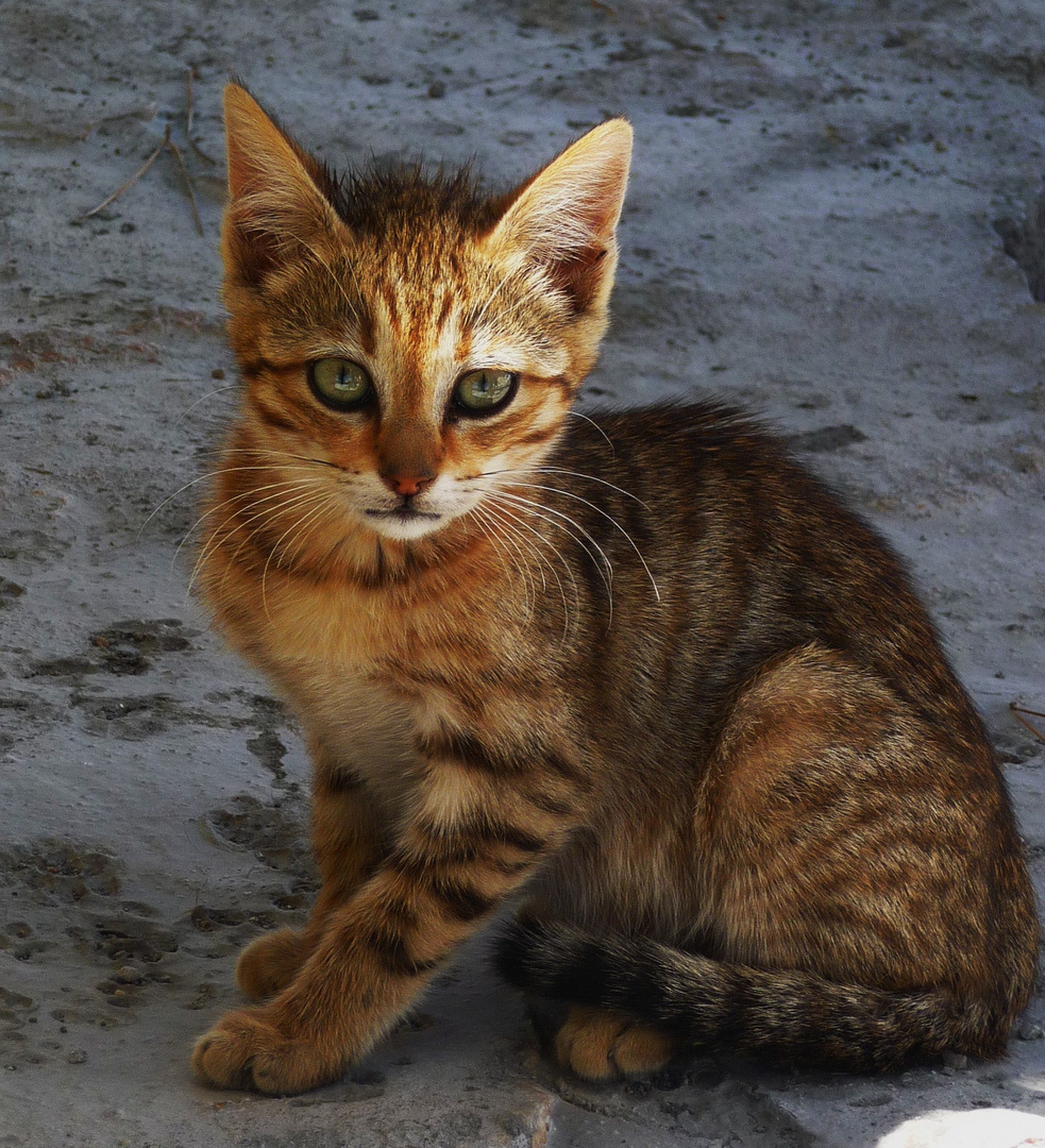 Gato isleño