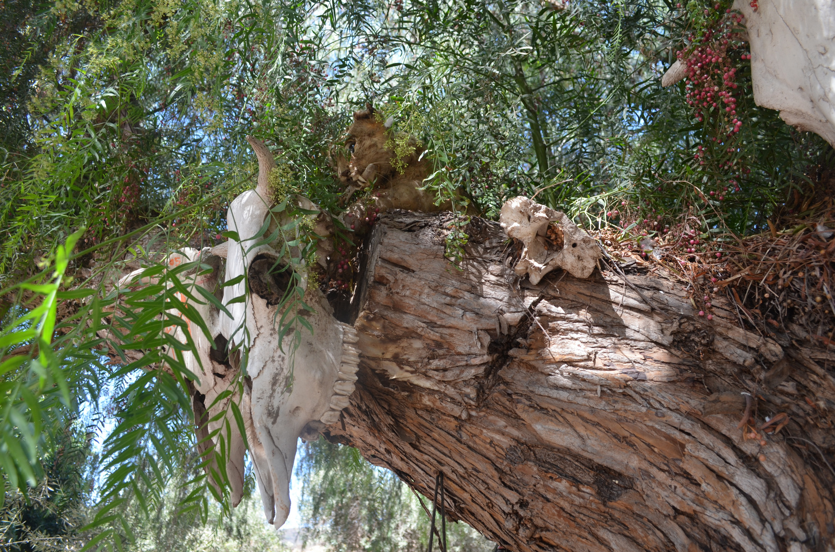 GATO MONTES EN UN ARBOL DEL RANCHO