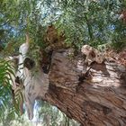 GATO MONTES EN UN ARBOL DEL RANCHO