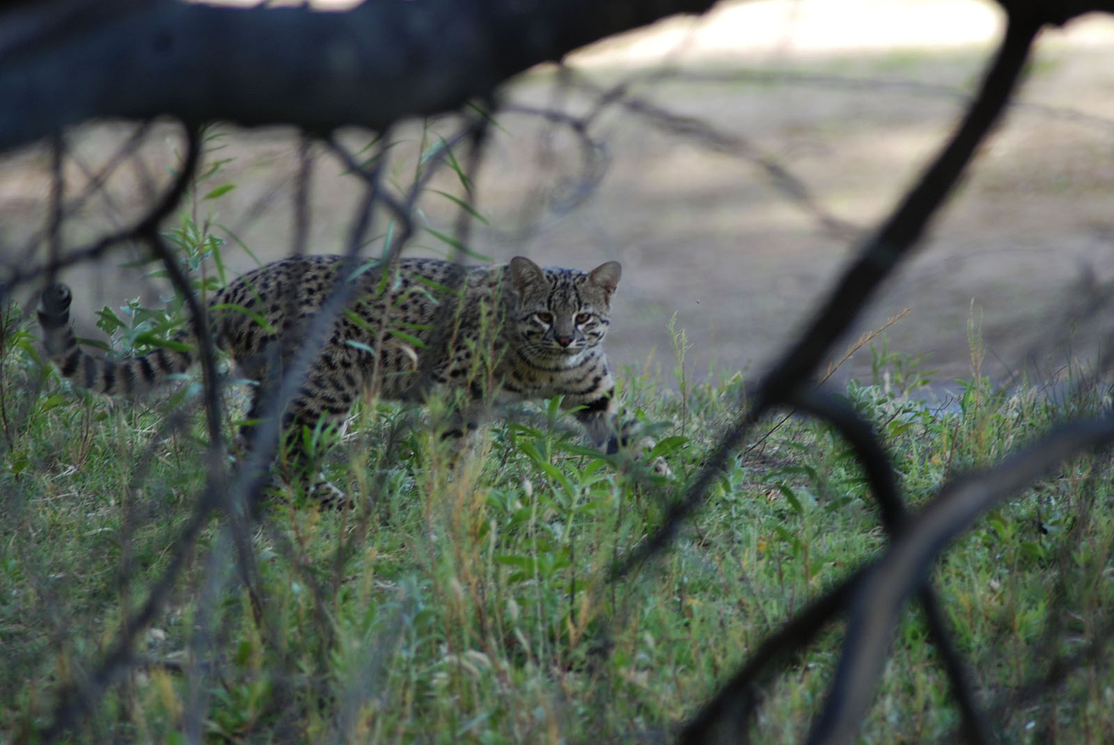 Gato Montés (felis geoffroyi)