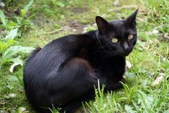 Gato negro