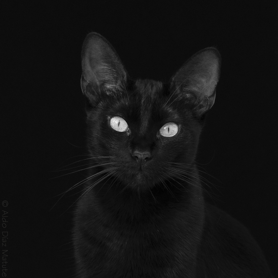 Gato negro