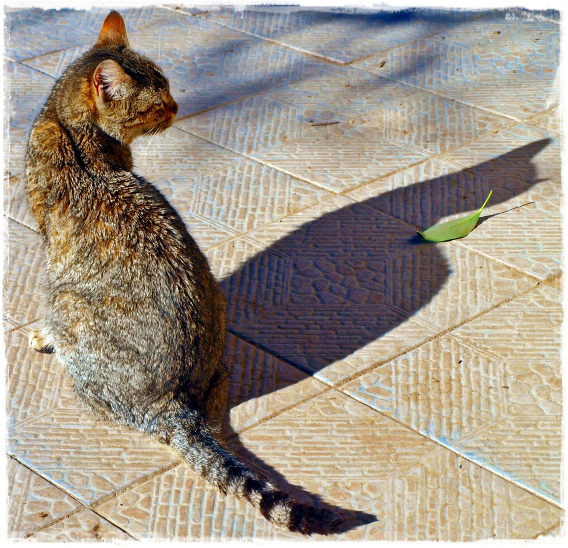 Gato observador!