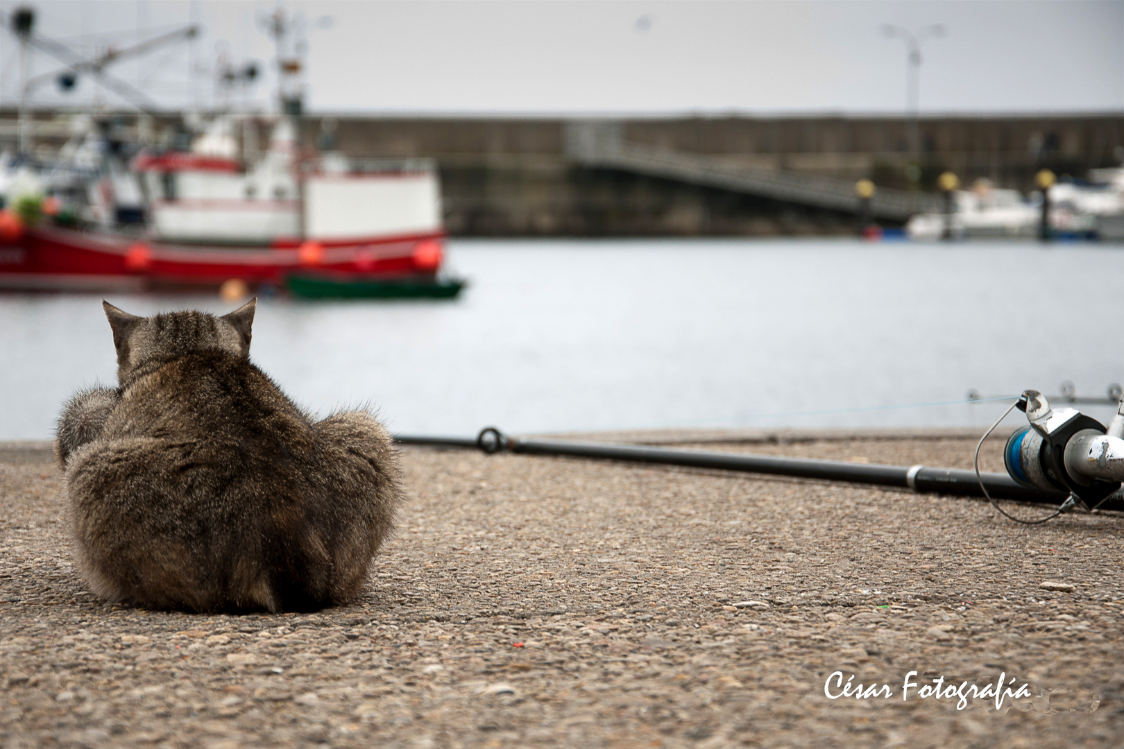 Gato pescador