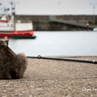 Gato pescador