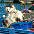 Gato Pescador