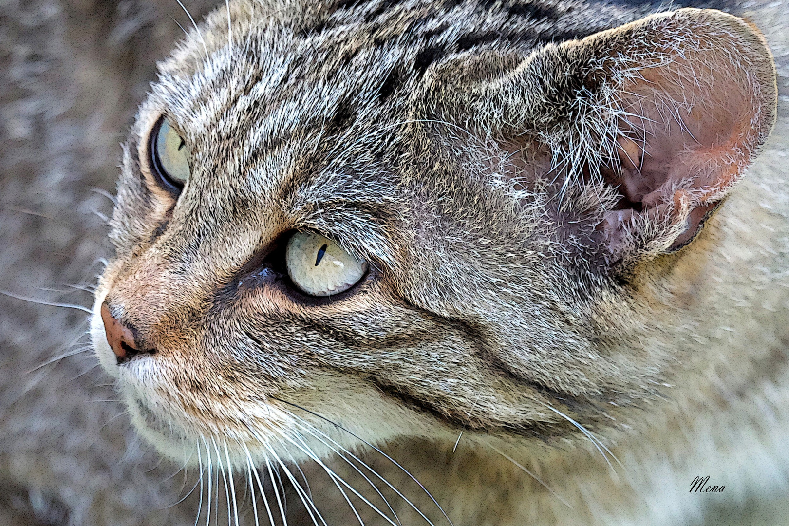 Gato Salvaje