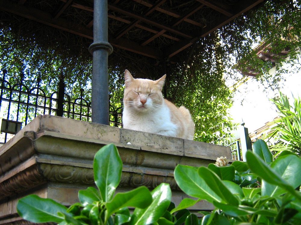 gato sevillano