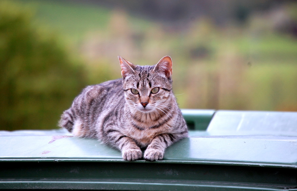 GATO SOBRE FONDO VERDE