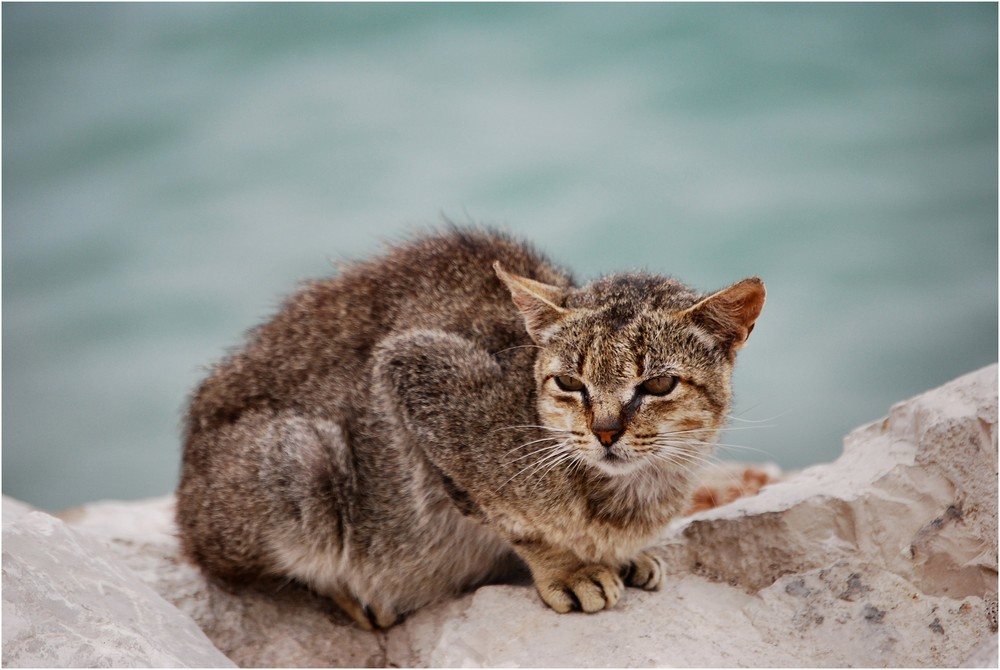 Gato vadio de praia