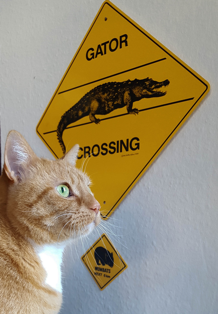 Gator Crossing...