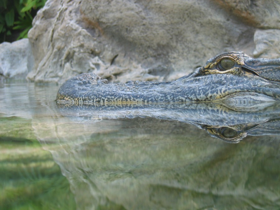 Gator