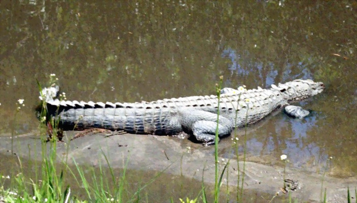 Gator in ditch