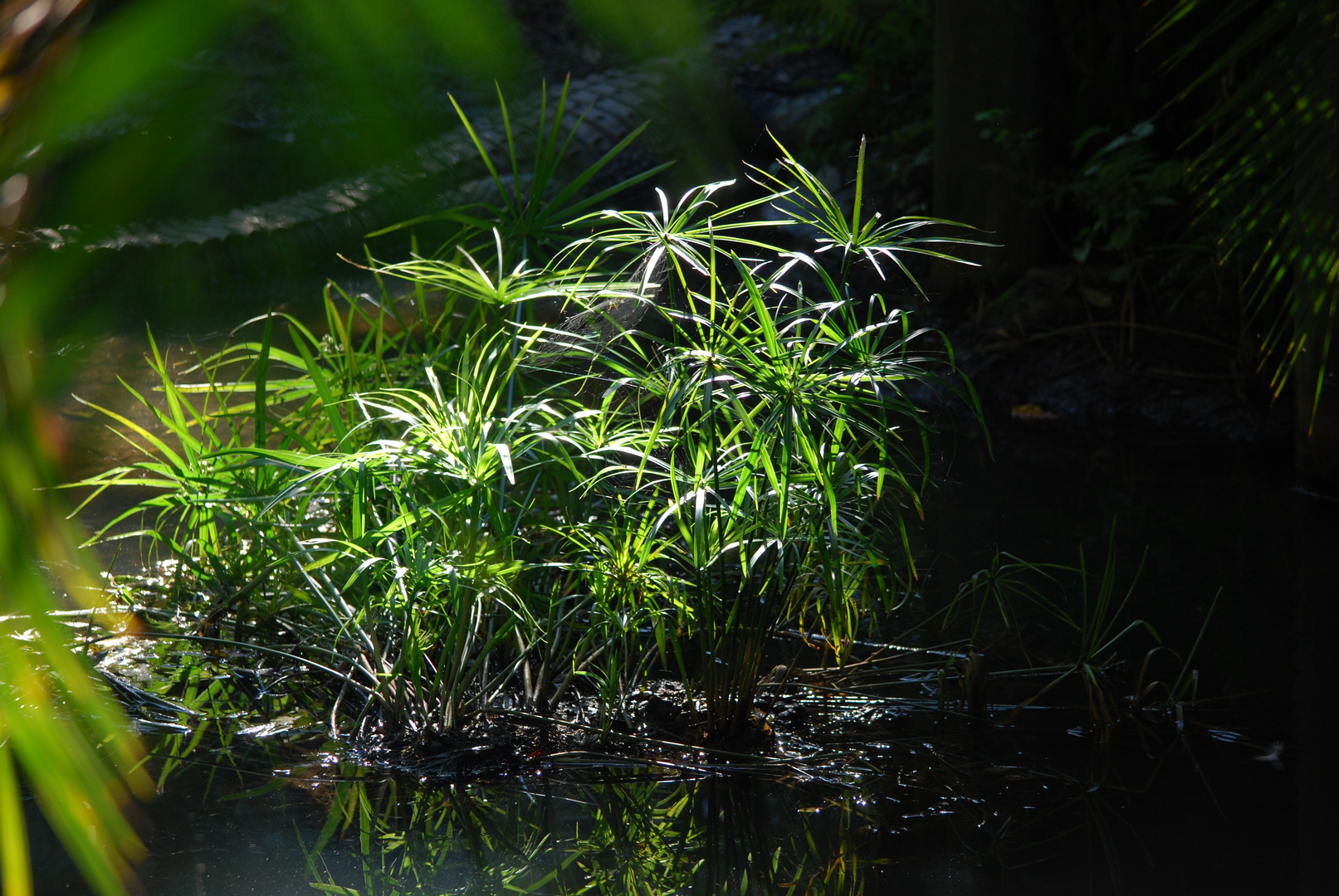 gator in the bushes