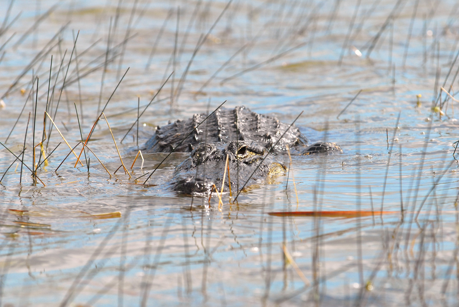 Gator X ing in den Everglades