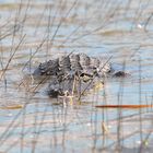 Gator X ing in den Everglades