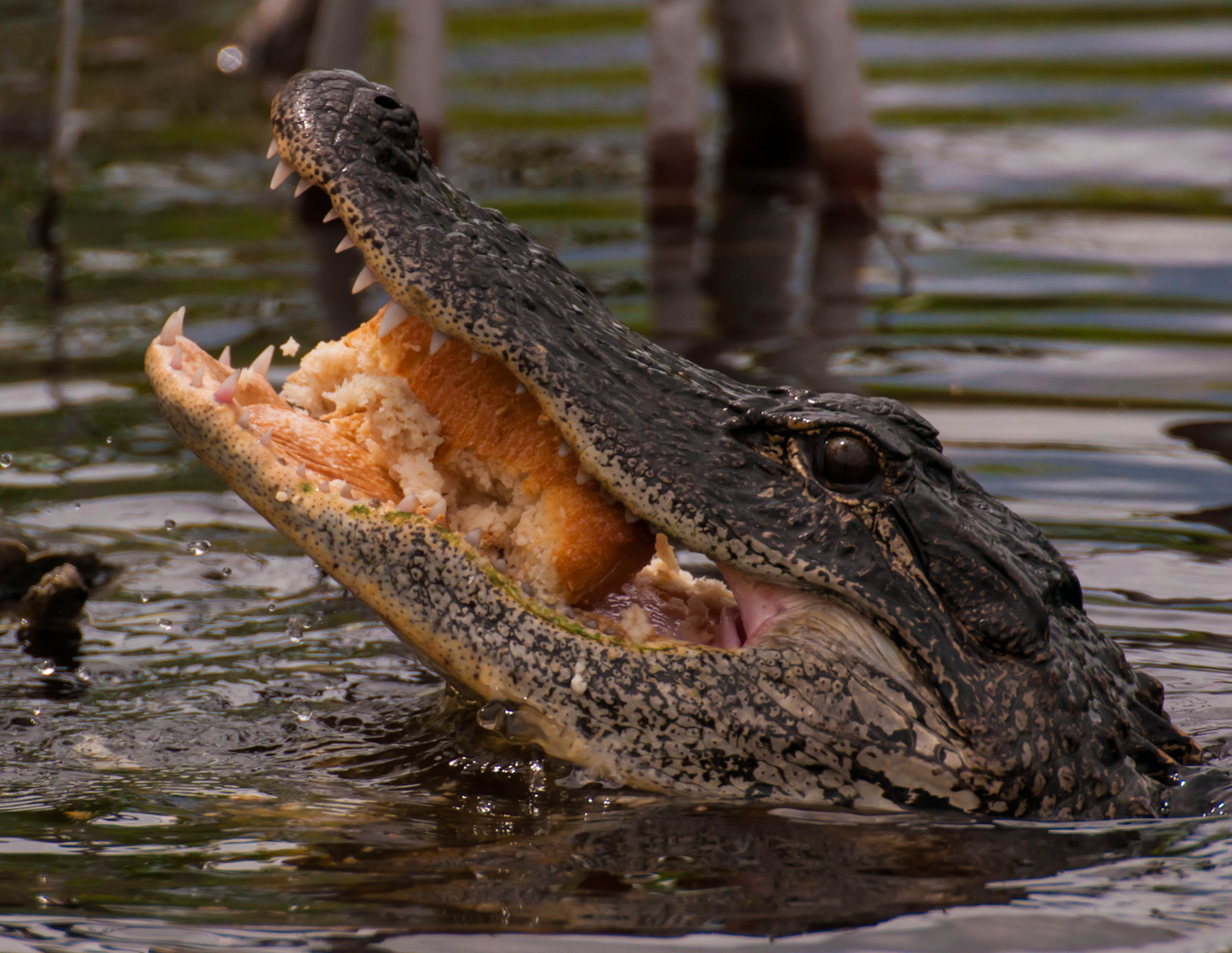 Gatorade - Everglades - Florida - USA