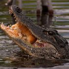 Gatorade - Everglades - Florida - USA