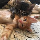 Gatos amorosos