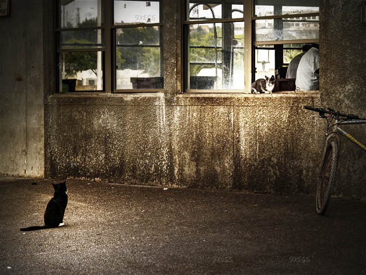 Gatos en el puerto de Coquimbo, Chile