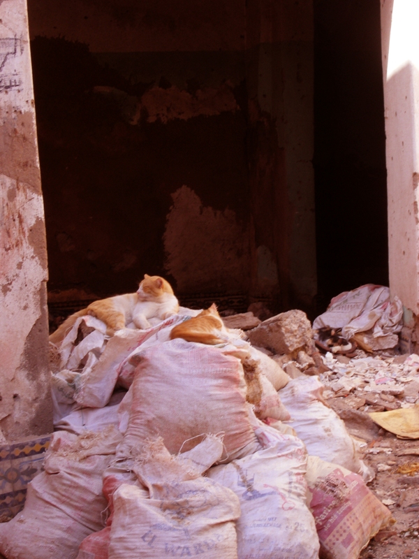 Gatos en marruecos