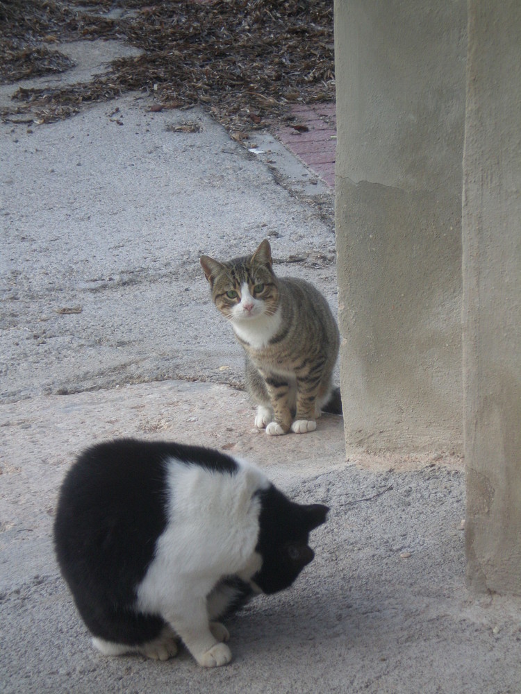 GATOS