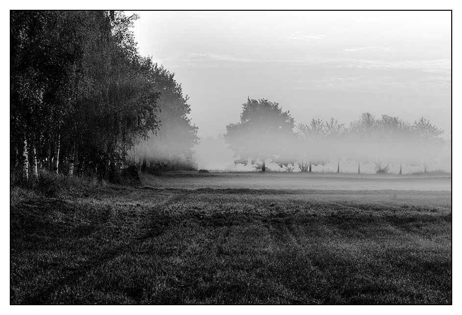 Gatower Rieselfelder im Morgennebel