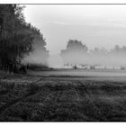 Gatower Rieselfelder im Morgennebel